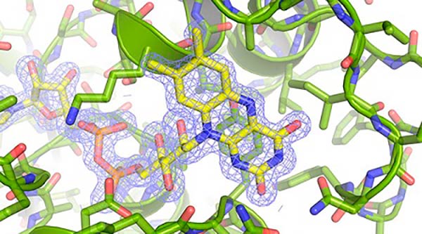 proteinas de bacteria