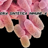 bacteria sintetica inmune a los virus Portada