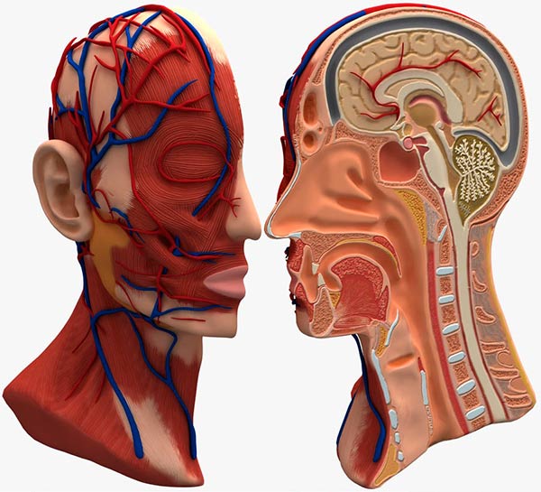 corte partes del cerebro humano