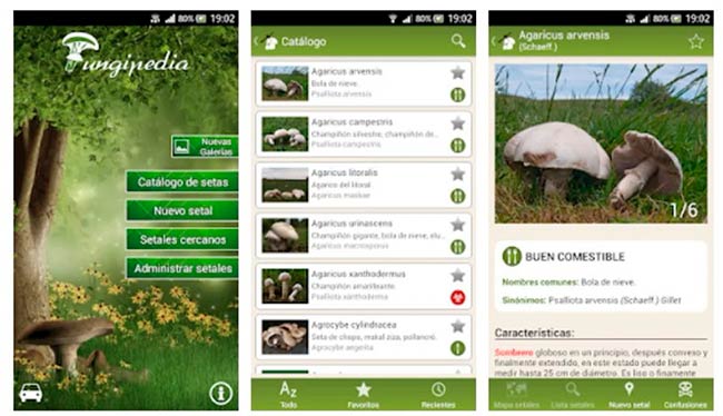 app Fungipedia para identificar setas con el movil