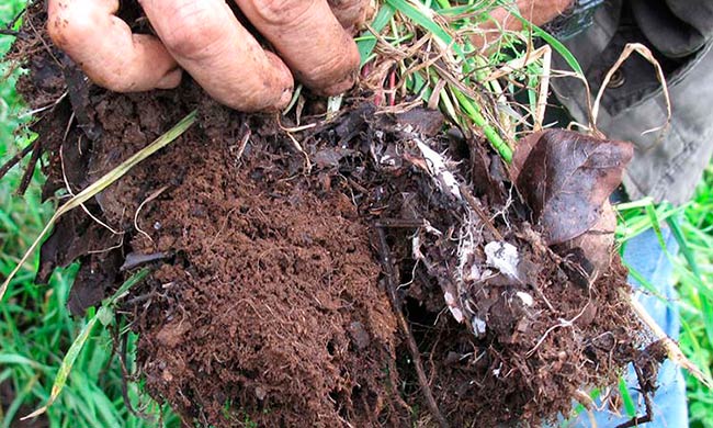 microorganismos del suelo de alto rendimiento