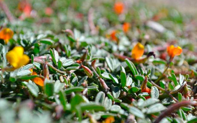 Acmispon strigosus y microorganismos del suelo