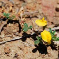 microorganismos del suelo de alto rendimiento asociados con plantas portada