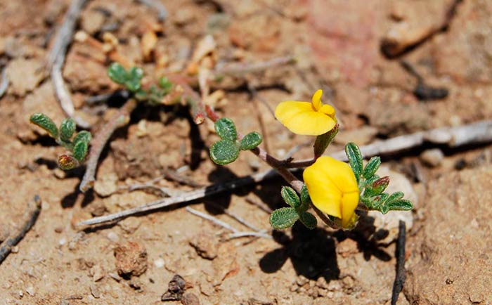 microorganismos del suelo de alto rendimiento asociados con plantas portada