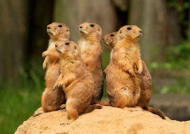 perritos de la pradera especie clave