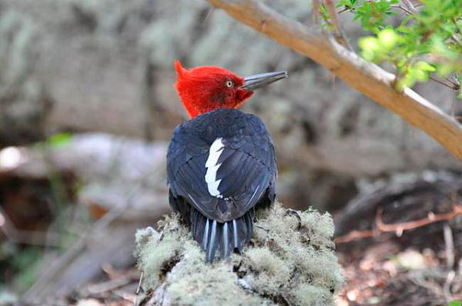 pajaro Carpintero Gigante especie paraguas