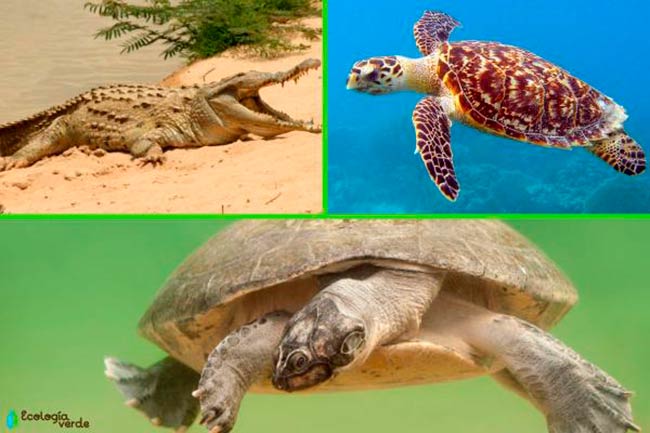 Reptiles especie sombrilla o paraguas