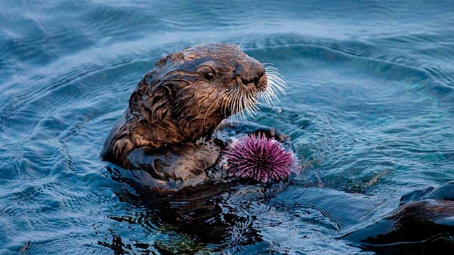 nutria marina comiendo erizo