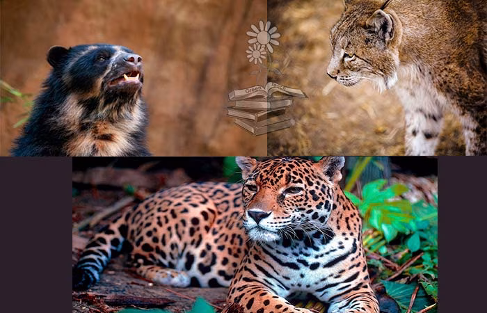 especies bandera, paraguas y clave, portada