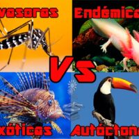 tipos de especies invasoras, exóticas, endémicas, autóctonas