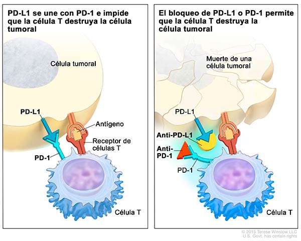 inmunoterapia contra el cancer PD1-PDL1