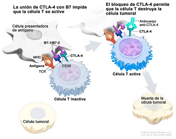 inmunoterapia contra el cancer CTLA-4