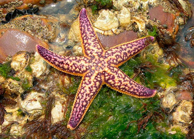 estrella de mar especie invasora