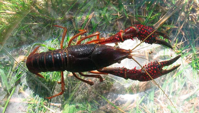 cangrejo rojo americano