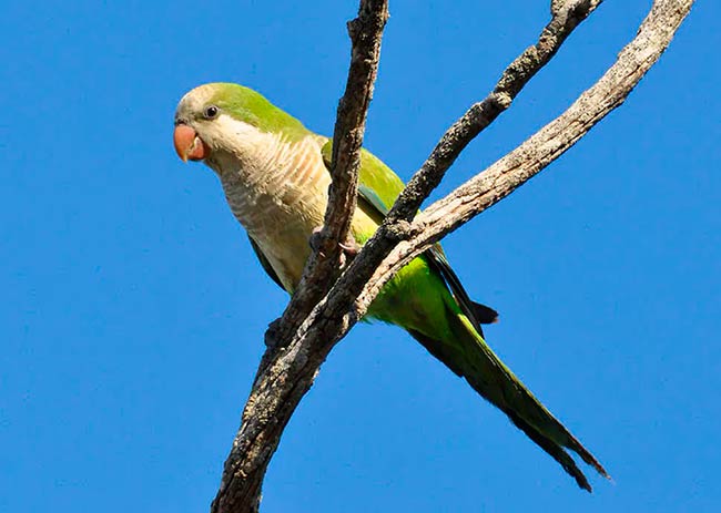 cotorra especie invasora