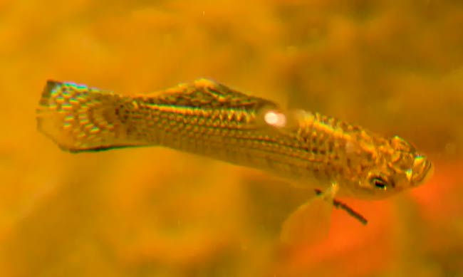 pez Gambusia