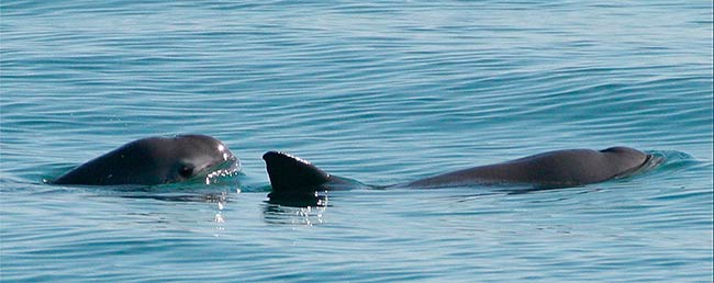 endemismo sinónimo vaquita marina