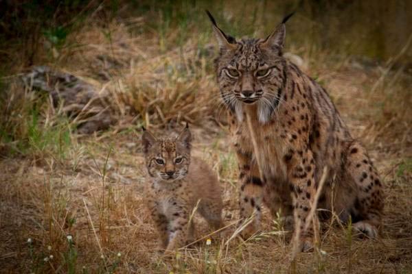 lince iberico endemico peninsula iberica