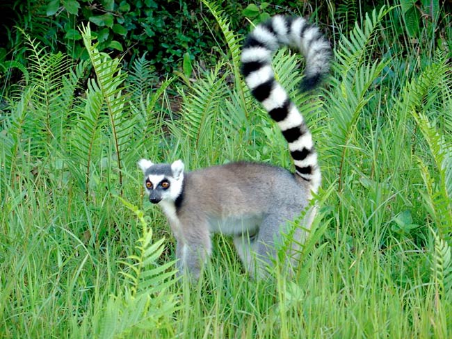 Lemur especie endemica madagascar