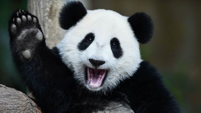 oso panda especie endemica y especie bandera