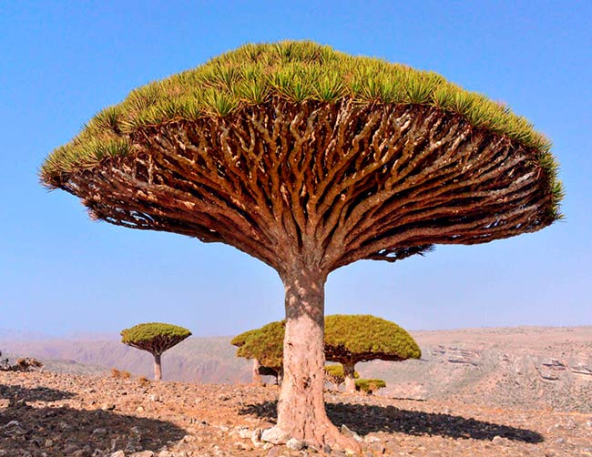 Arbol Drago endemico de Canarias