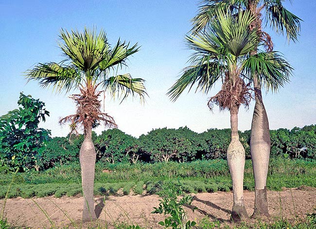 palma barrgona endemica de Cuba
