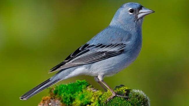 pinzon azul especie endemica de canarias