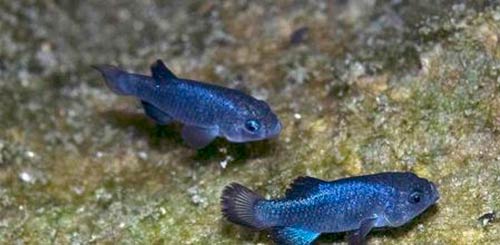 peces cachorritos del Hoyo del Diablo