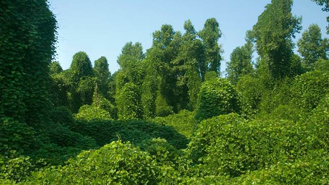 especie invasora Kudzu