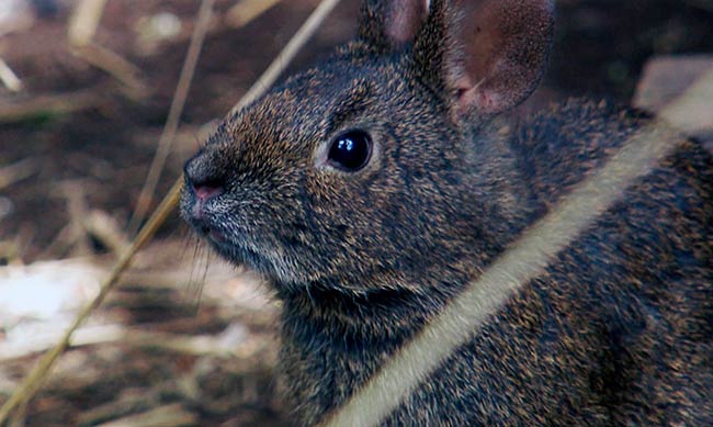 teporingo especie endemica de Mexico