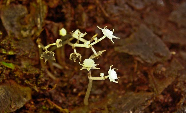 flor Lacandonia schismática endemica de Mexico