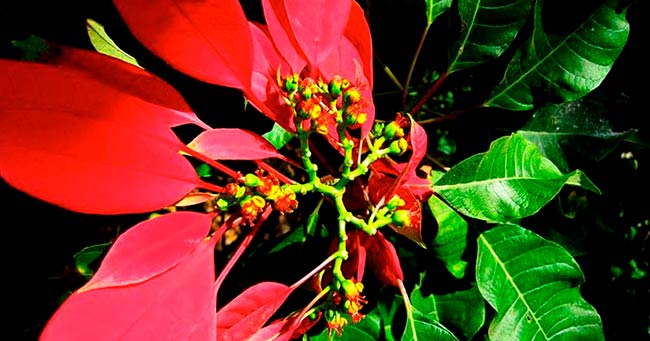 flor de navidad