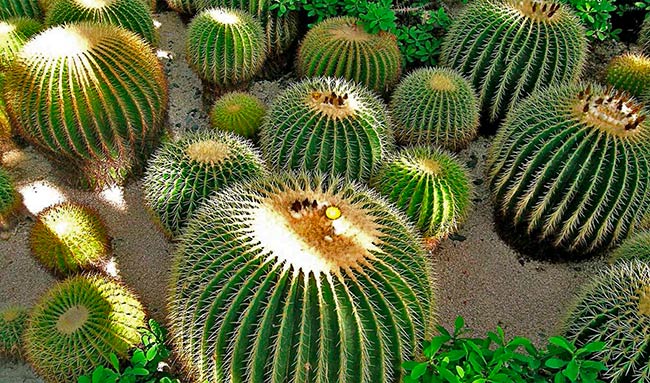 cactus biznaga de barril