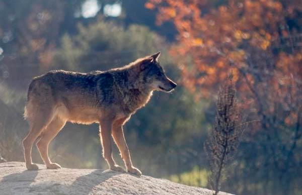 Lobo iberico especie autóctona ejemplos