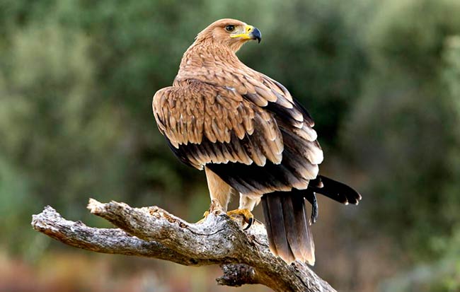 águila imperial especie autoctona