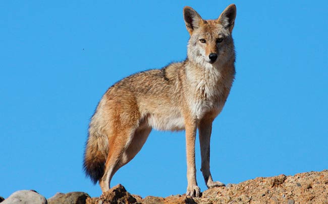 coyote especie nativa de Mexico