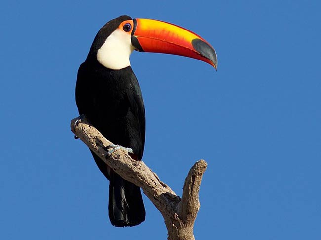 Tucan de Brasil