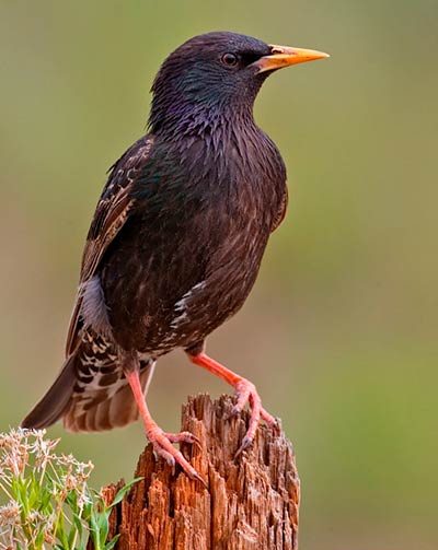 especie invasora estornino