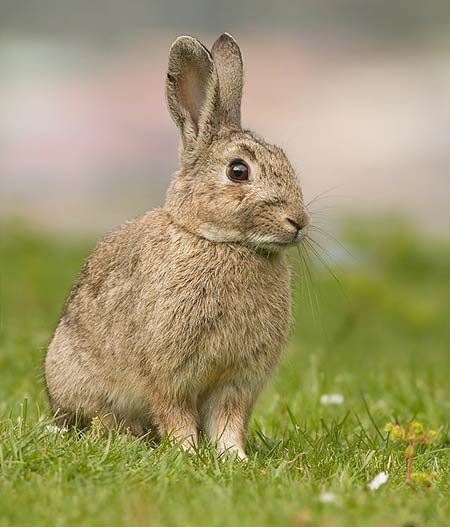 especie invasora conejo europeo
