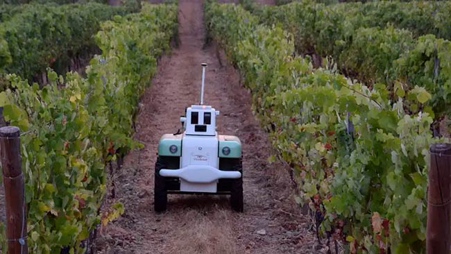 robot VineScout