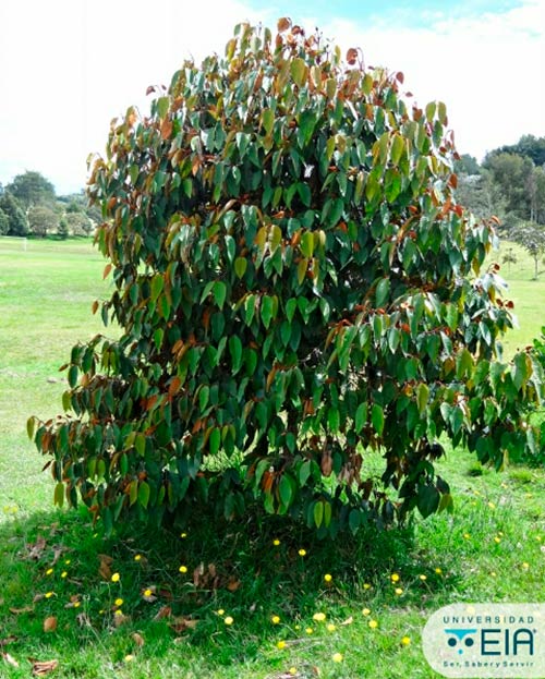 arbol Vismia baccifera antitumoral