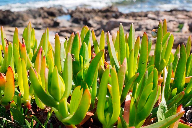 Carpobrotus edulis