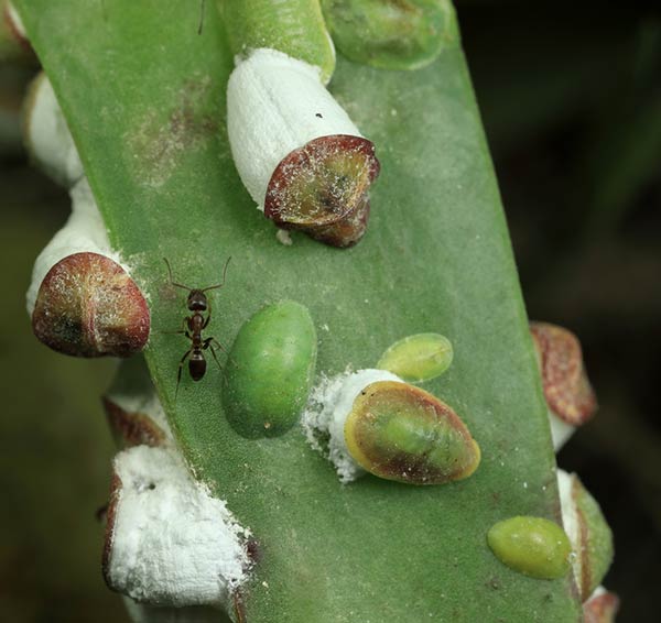 Pulvinariella mesembryanthemi estrategia de control de Carpobrotus edulis