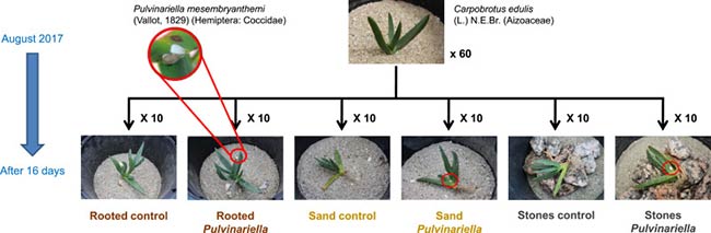 diseño experimento estrategia de control de Carpobrotus edulis