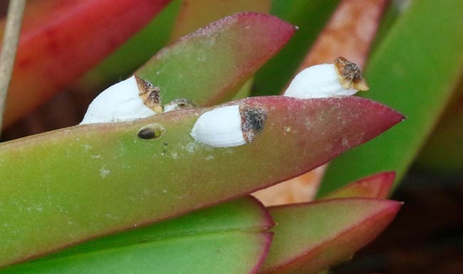 estrategia de control de Carpobrotus edulis biologica