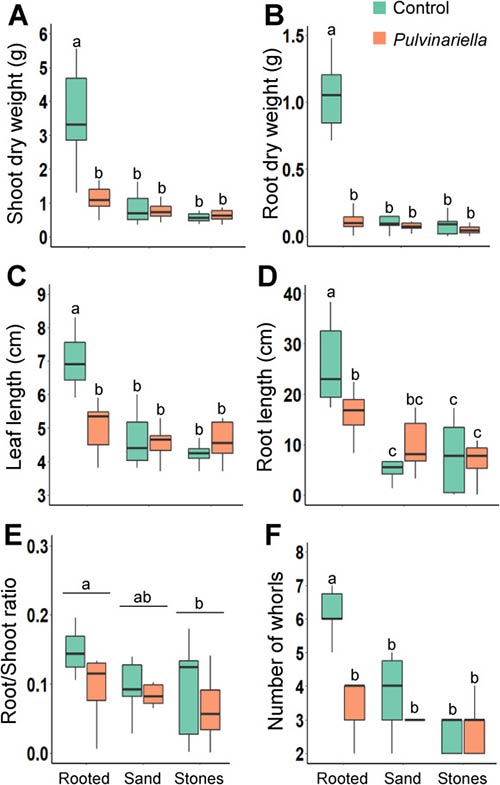 figura mediciones biometricas estrategia de control de Carpobrotus edulis