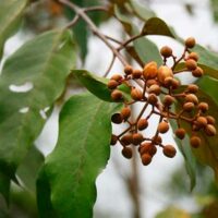 mecanismo antitumoral de la planta Vismia baccifera portada