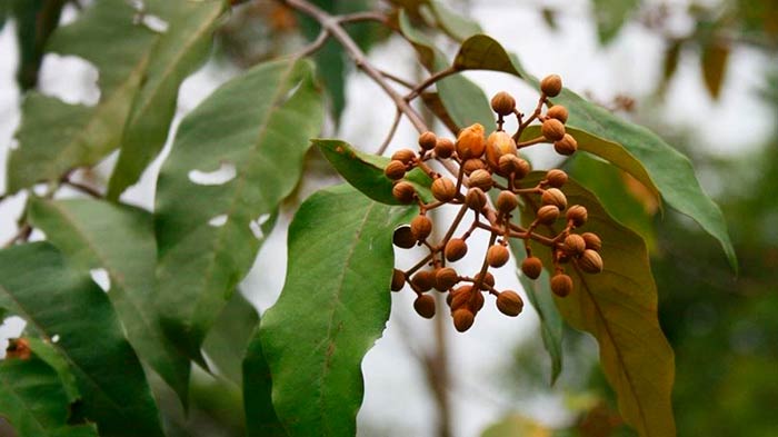 mecanismo antitumoral de la planta Vismia baccifera portada