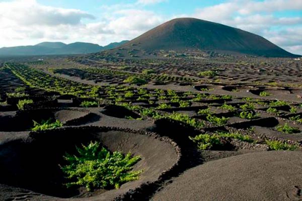 usos de la ceniza volcanica en cultivos