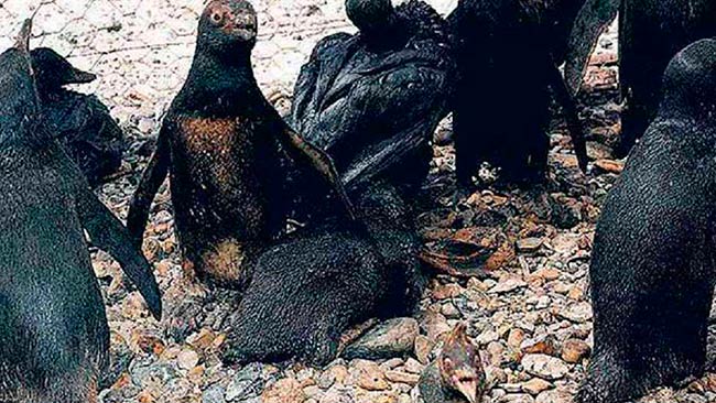 efectos contaminacion del agua por petroleo en animales